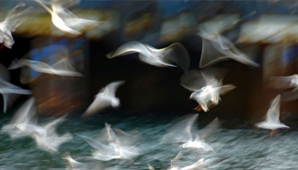 صورة عمودية